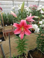 [4431 PO28 Imprato No01.JPG]